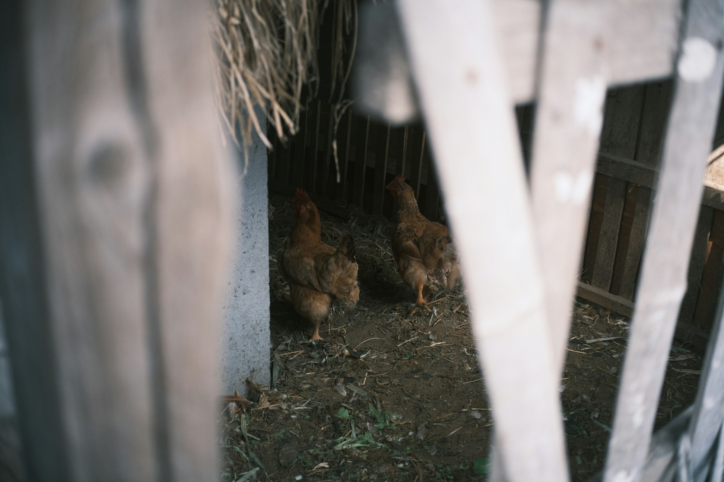 الدواجن داخل إحدى مرافق التربية