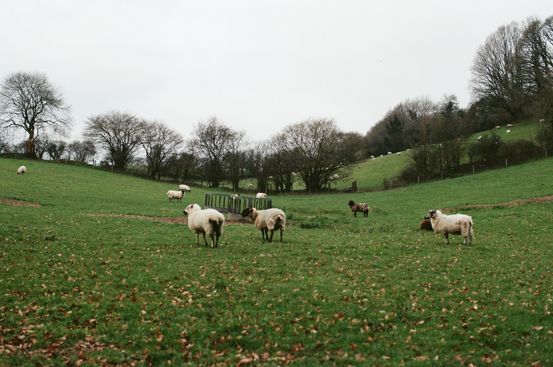 أغنام في مرعى مفتوح
