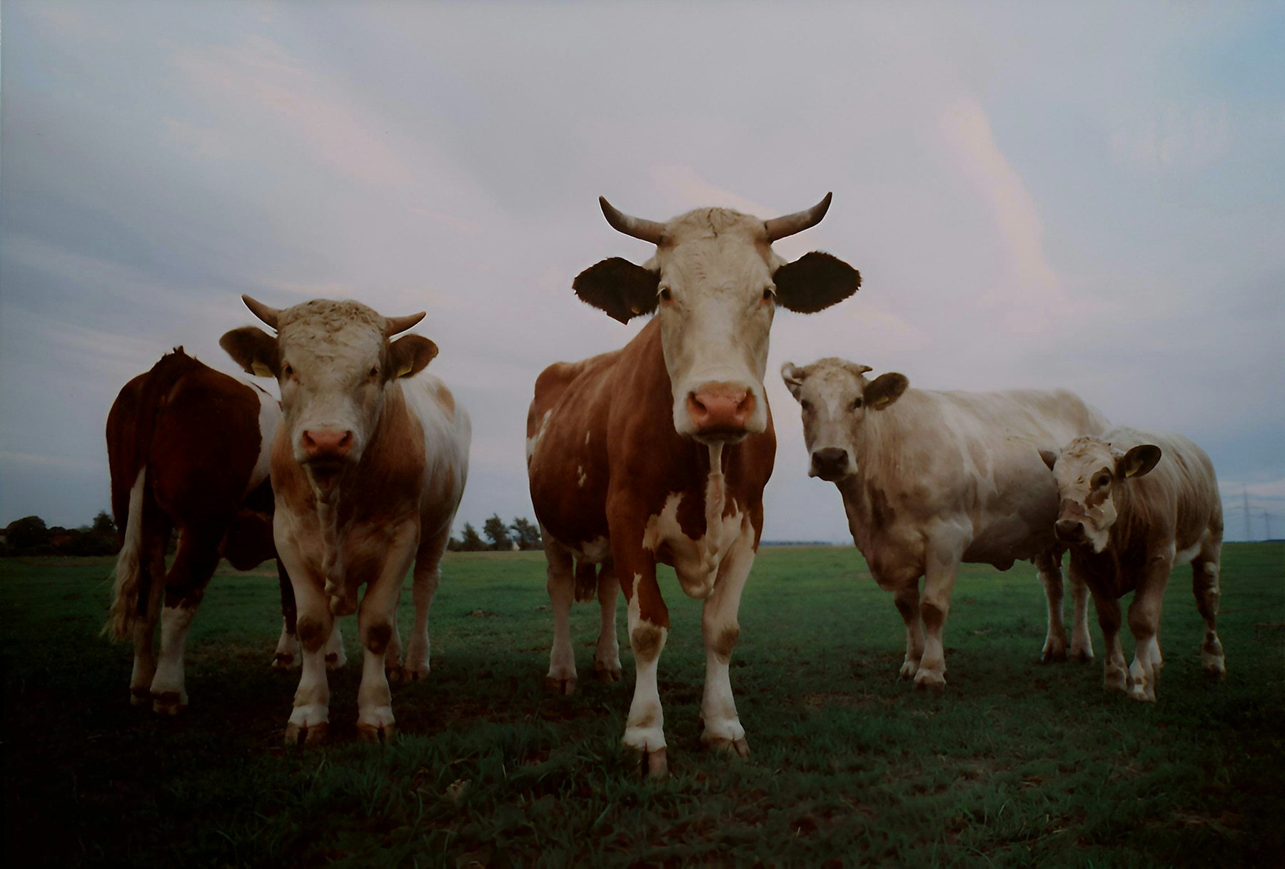 مجموعة من الأبقار في حقل مفتوح