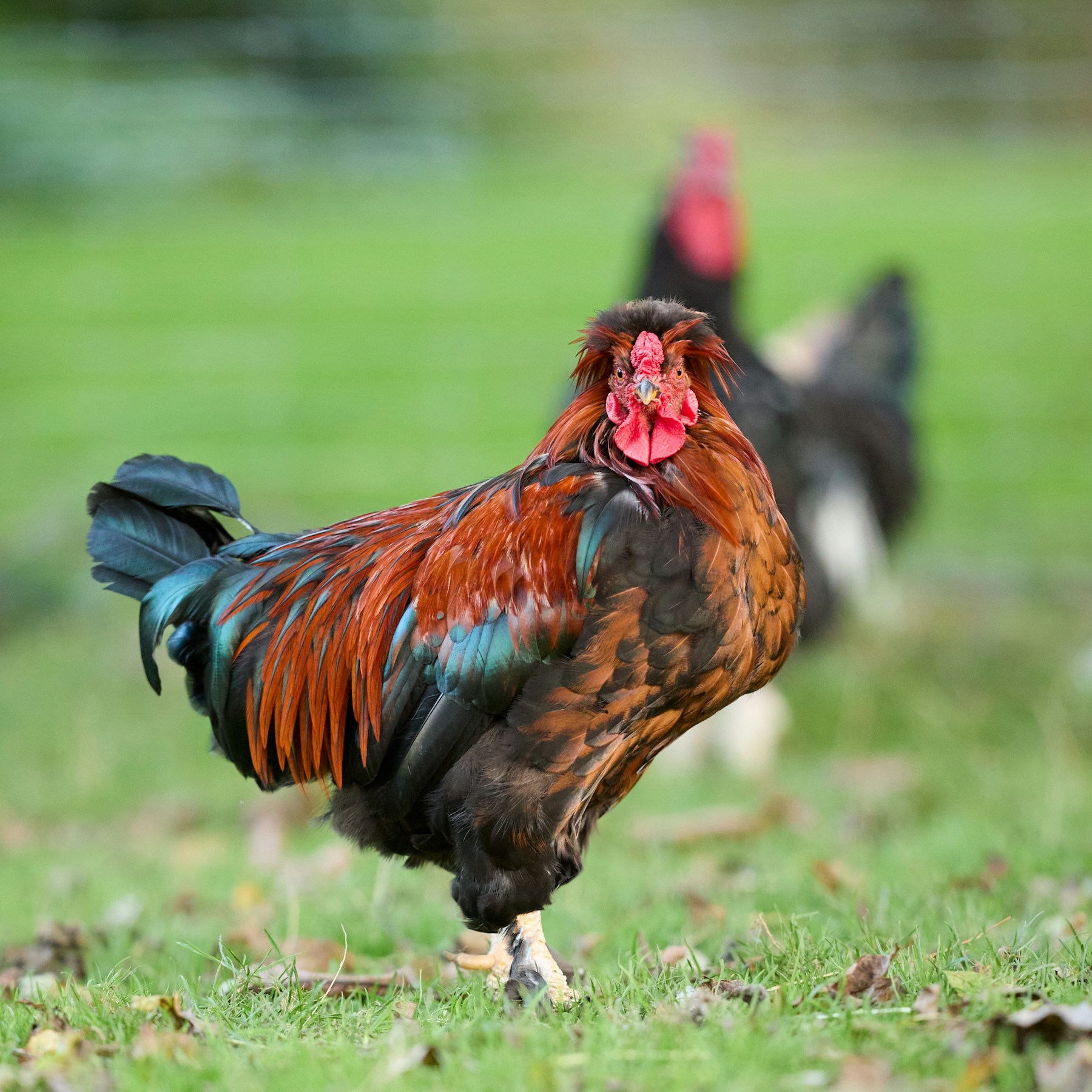 ديك ملوّن في مساحة خضراء